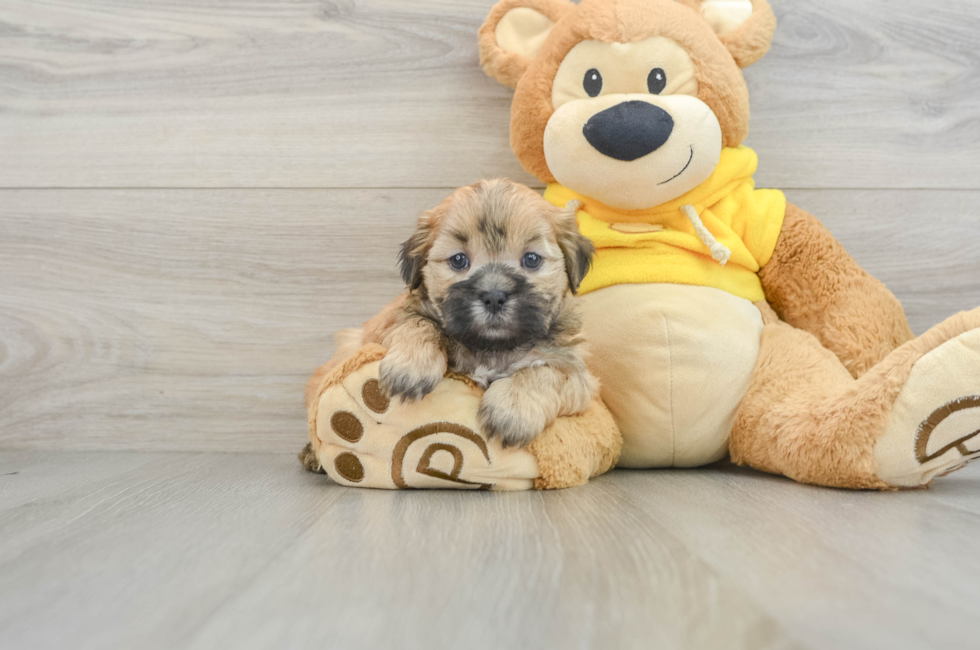 8 week old Teddy Bear Puppy For Sale - Premier Pups