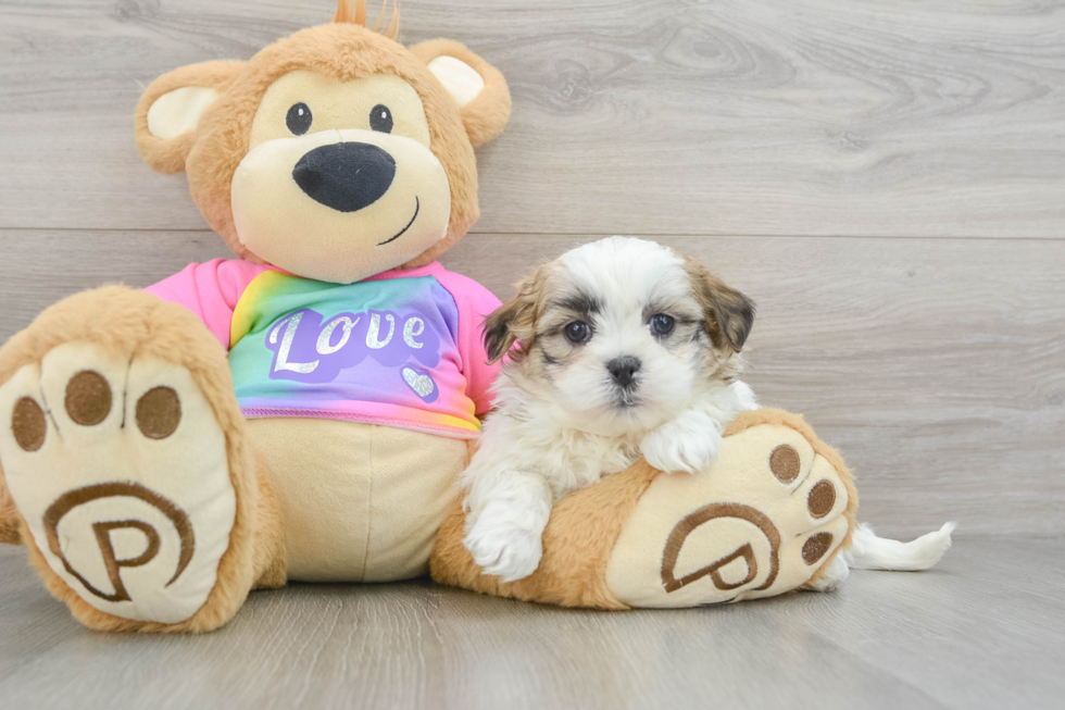 Fluffy Teddy Bear Designer Pup