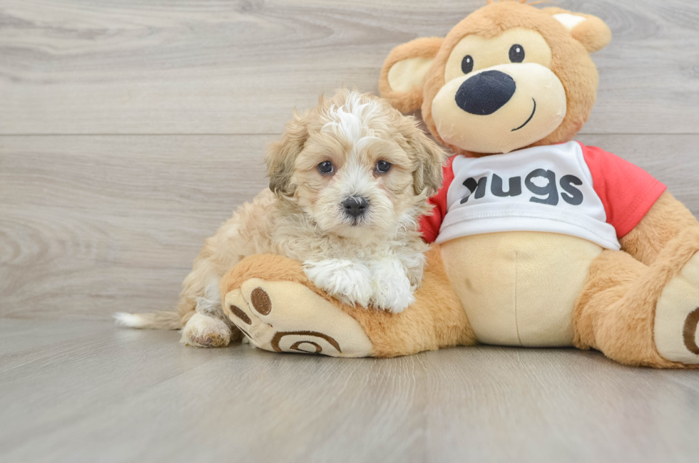 6 week old Teddy Bear Puppy For Sale - Premier Pups