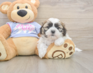 5 week old Teddy Bear Puppy For Sale - Premier Pups