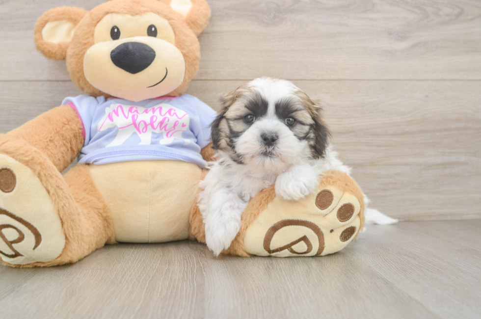 6 week old Teddy Bear Puppy For Sale - Premier Pups