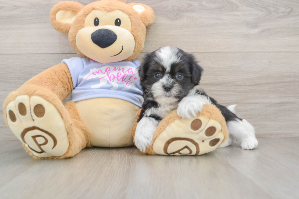 Little Shi Chon Designer Puppy