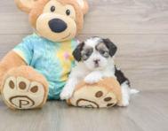6 week old Teddy Bear Puppy For Sale - Premier Pups