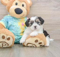 7 week old Teddy Bear Puppy For Sale - Premier Pups