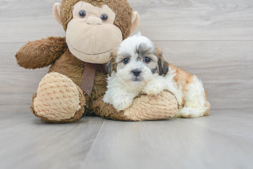 Teddy Bear Pup Being Cute