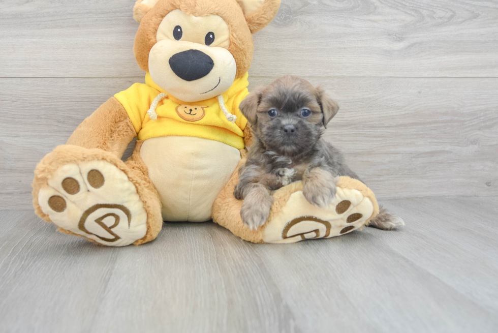 Funny Teddy Bear Designer Pup