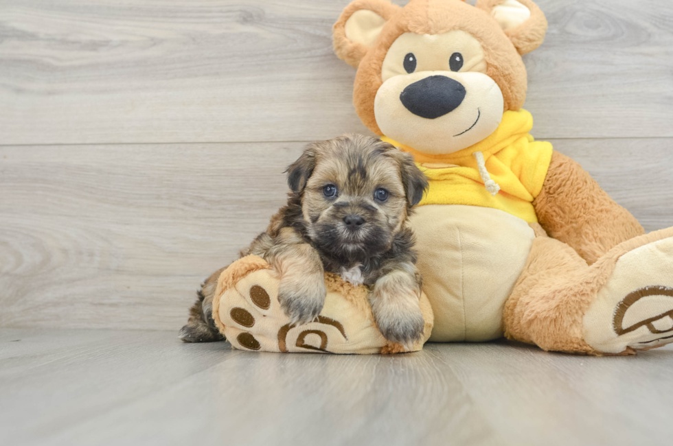 8 week old Teddy Bear Puppy For Sale - Premier Pups