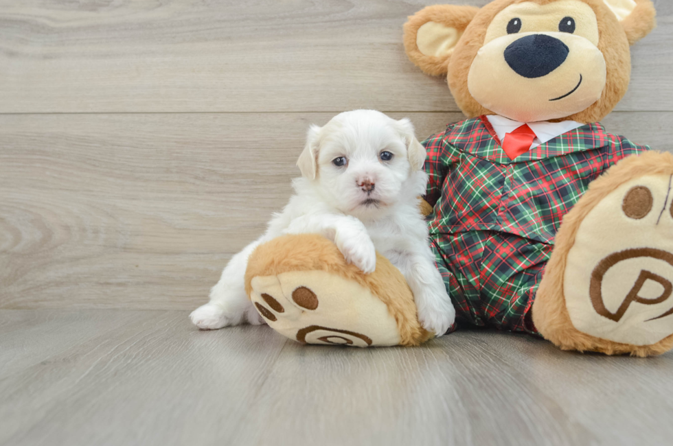 5 week old Teddy Bear Puppy For Sale - Premier Pups