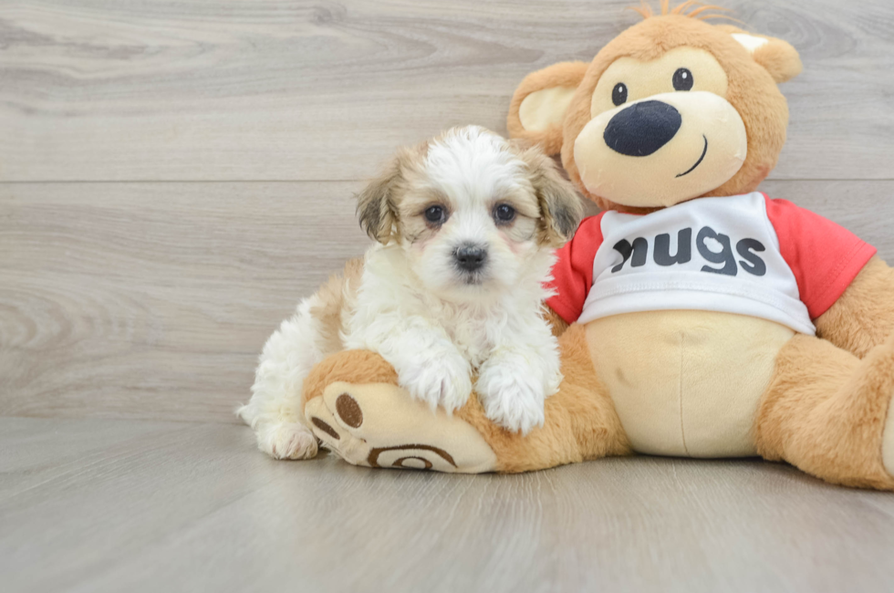 6 week old Teddy Bear Puppy For Sale - Premier Pups