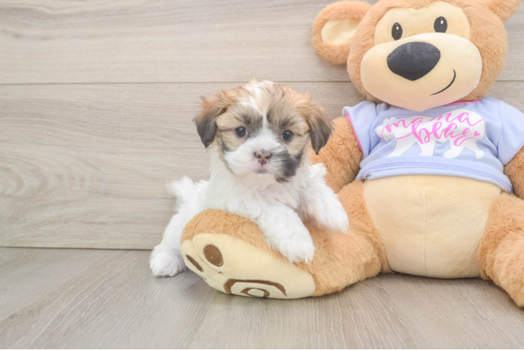 Hypoallergenic Shi Chon Designer Puppy