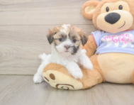 5 week old Teddy Bear Puppy For Sale - Premier Pups