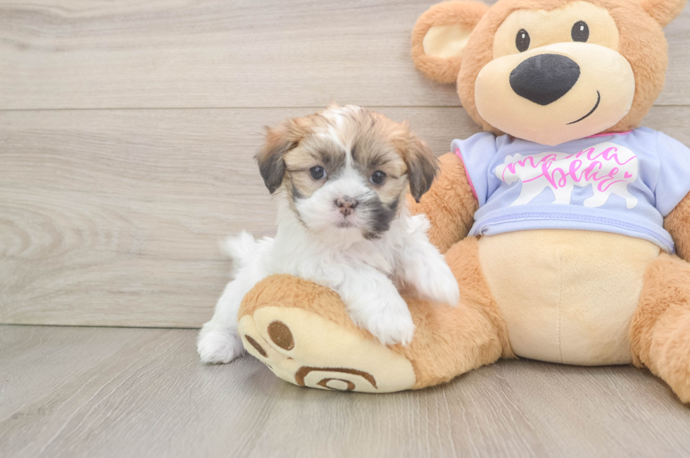 5 week old Teddy Bear Puppy For Sale - Premier Pups