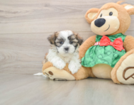 6 week old Teddy Bear Puppy For Sale - Premier Pups