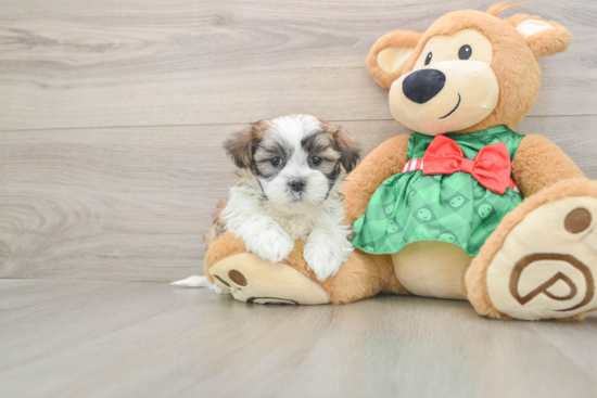 Small Teddy Bear Baby