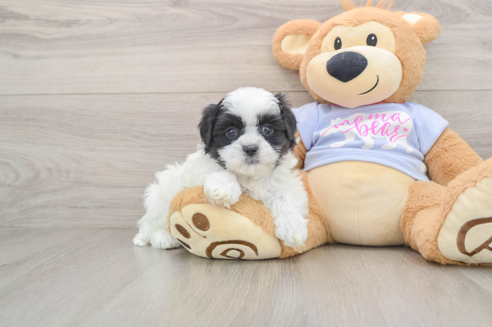 Fluffy Teddy Bear Designer Pup