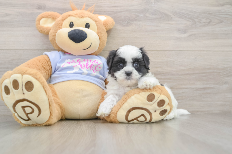 Teddy Bear Puppy for Adoption