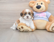 5 week old Teddy Bear Puppy For Sale - Premier Pups