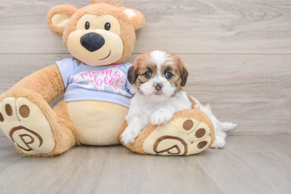 Best Teddy Bear Baby
