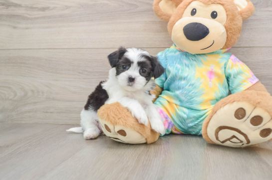Fluffy Teddy Bear Designer Pup