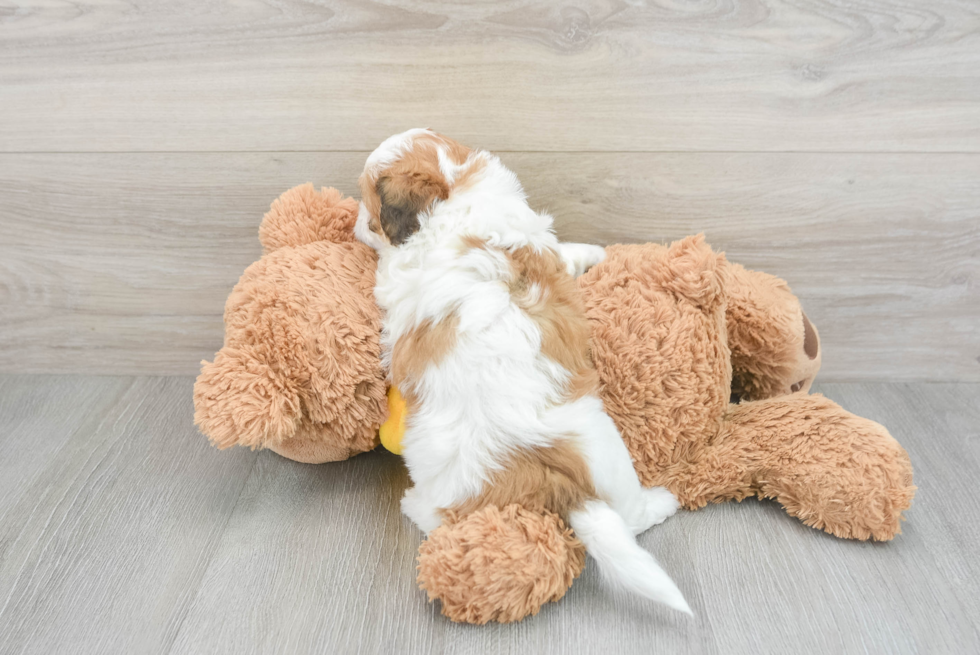 Fluffy Teddy Bear Designer Pup