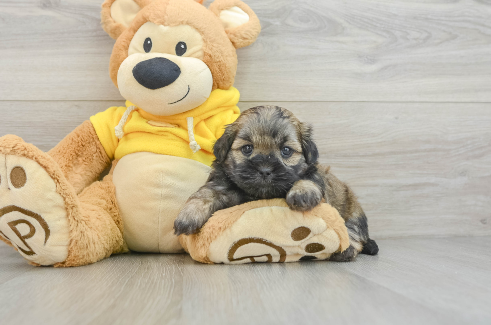 8 week old Teddy Bear Puppy For Sale - Premier Pups