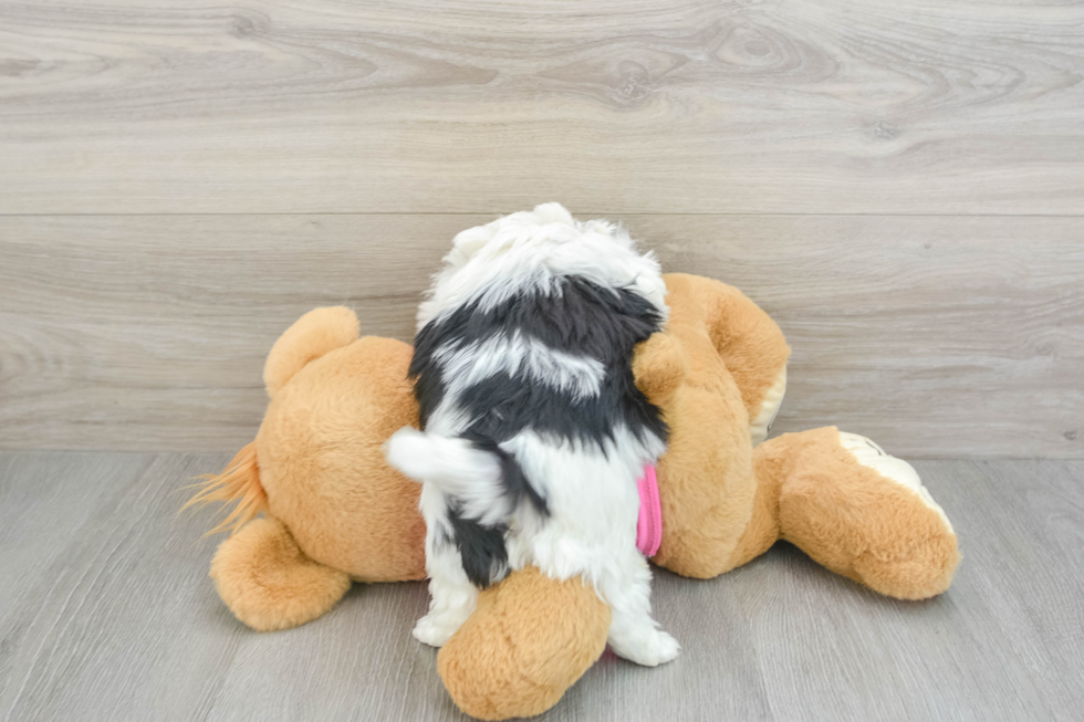 Teddy Bear Pup Being Cute