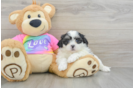 Smart Teddy Bear Designer Pup