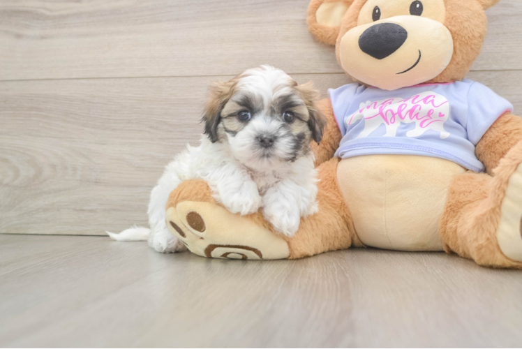 Best Teddy Bear Baby