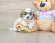 5 week old Teddy Bear Puppy For Sale - Premier Pups