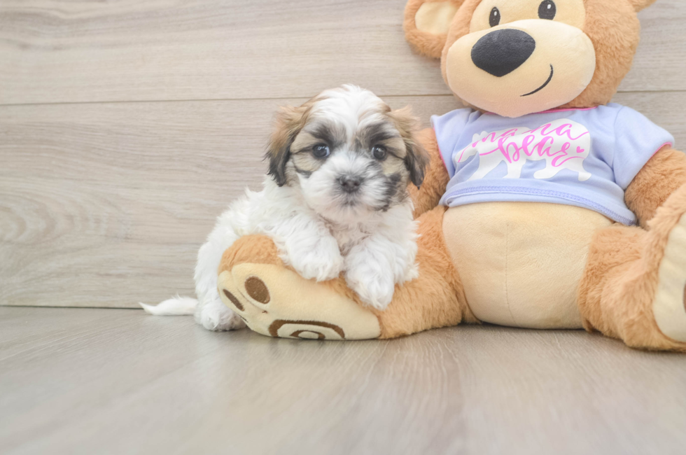 5 week old Teddy Bear Puppy For Sale - Premier Pups