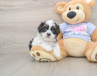 7 week old Teddy Bear Puppy For Sale - Premier Pups
