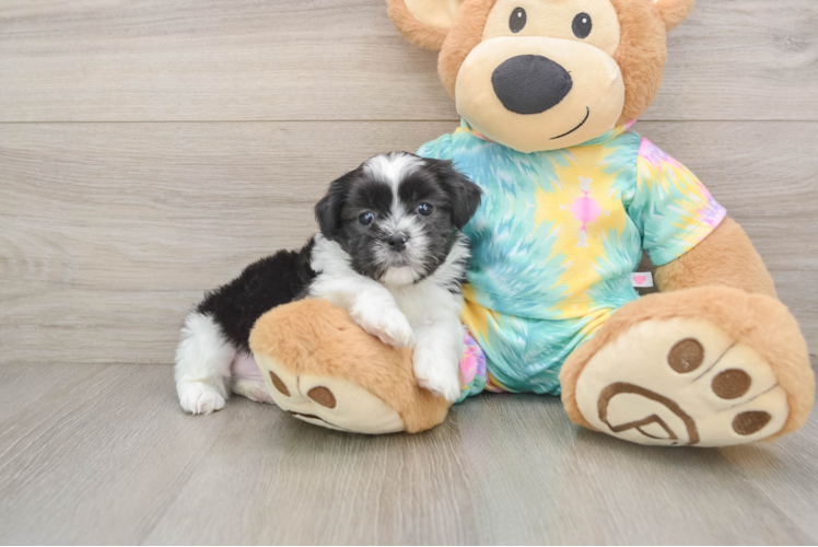 Smart Teddy Bear Designer Pup