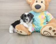 6 week old Teddy Bear Puppy For Sale - Premier Pups