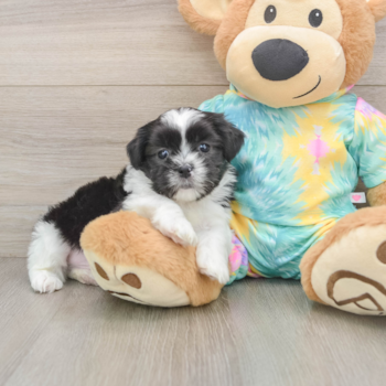 Smart Teddy Bear Designer Pup