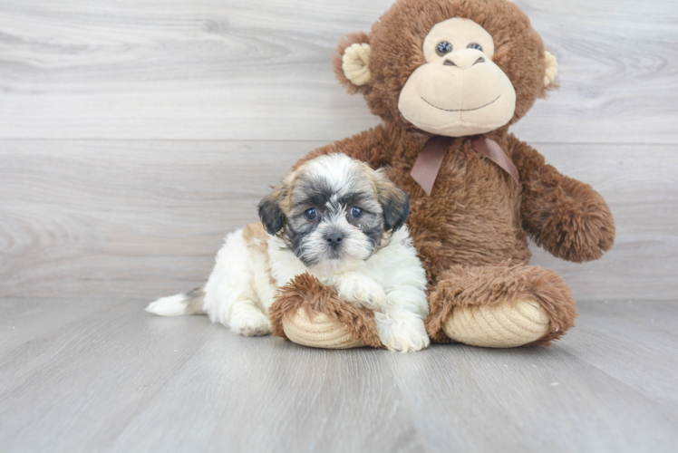 Fluffy Teddy Bear Designer Pup