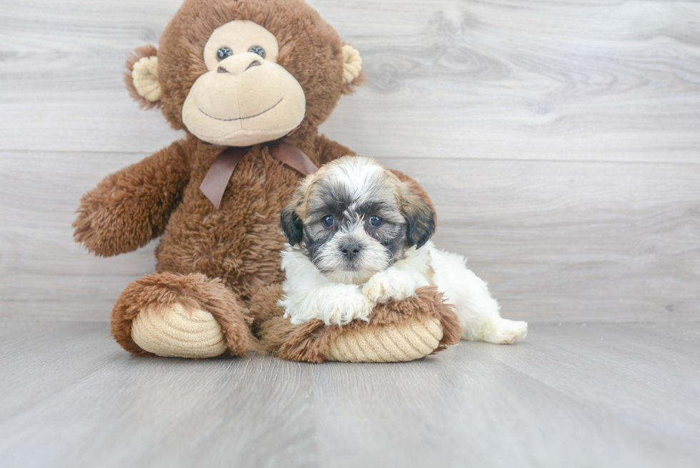 Teddy Bear Pup Being Cute