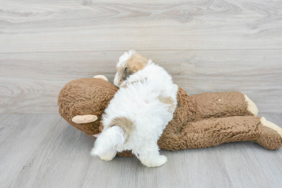 Funny Teddy Bear Designer Pup