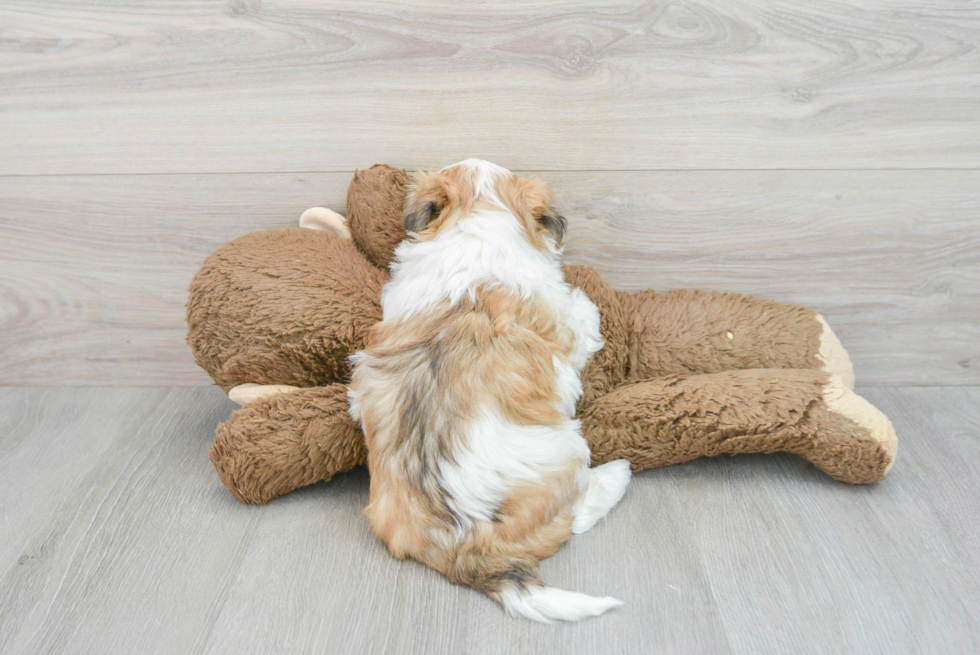 Sweet Teddy Bear Baby