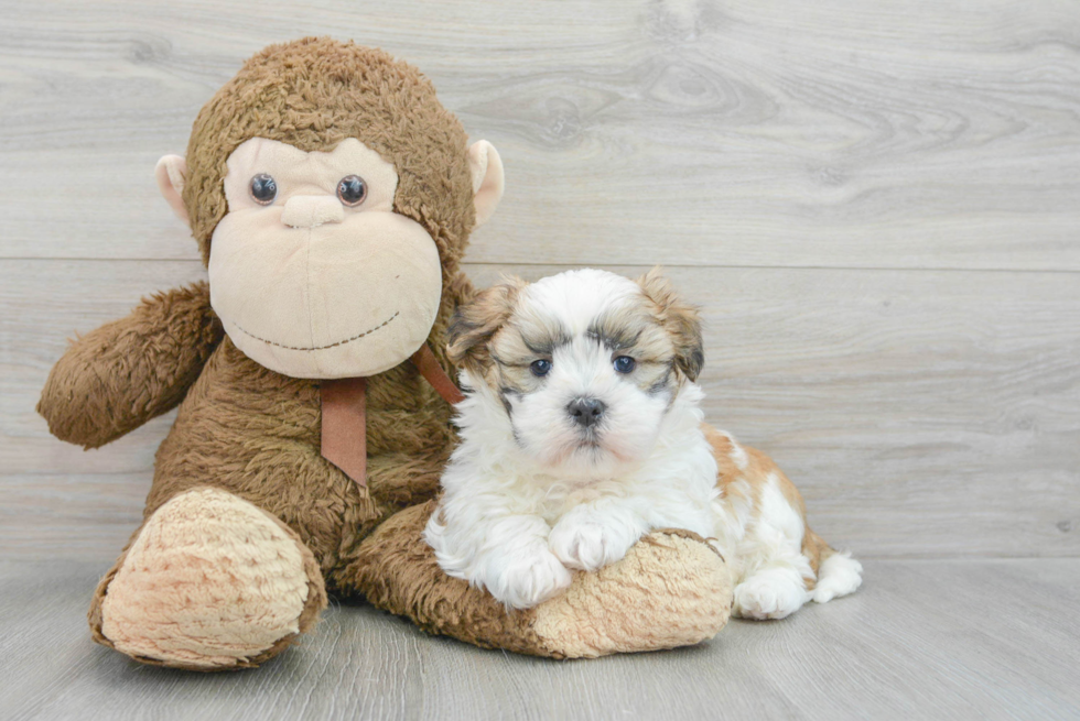 Best Teddy Bear Baby