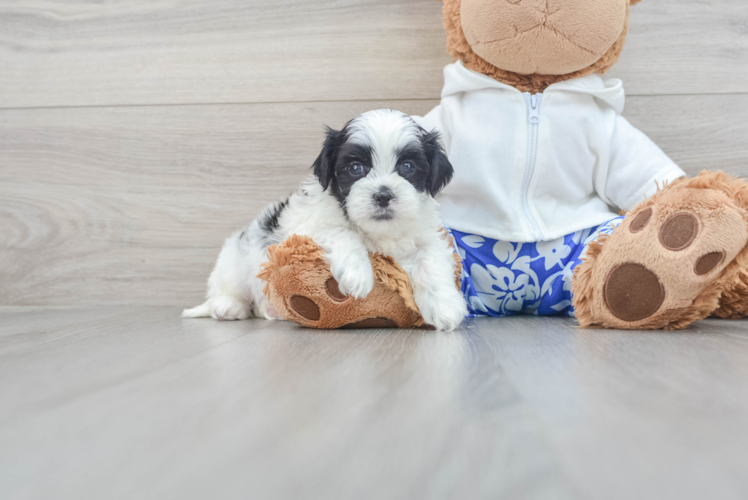 Teddy Bear Pup Being Cute