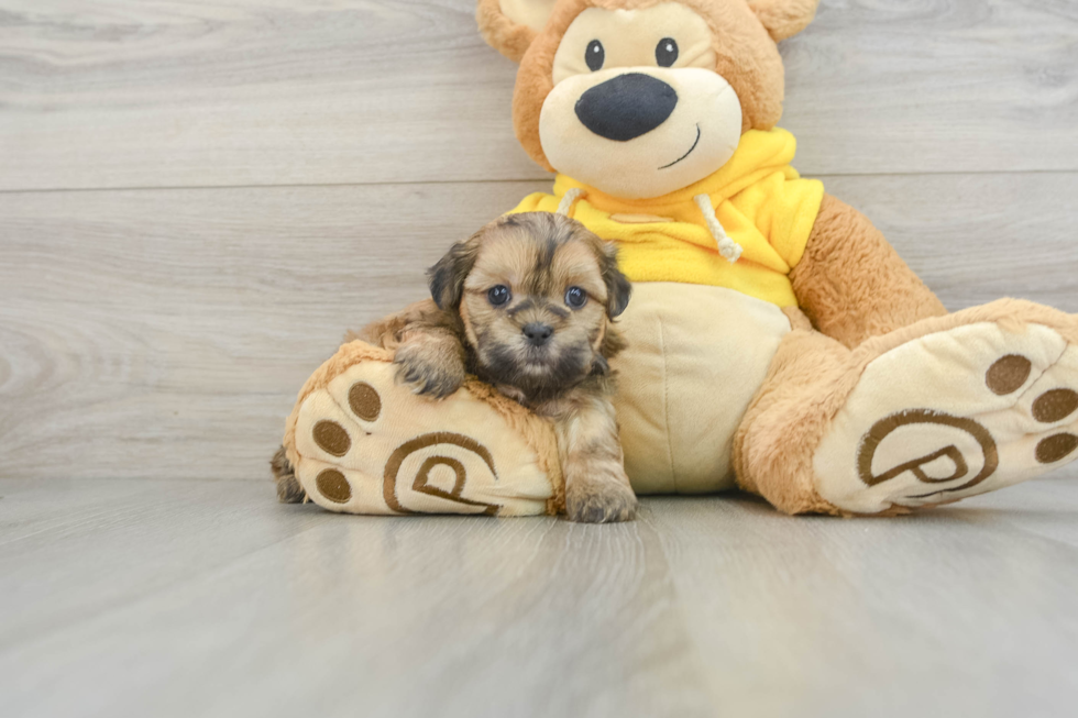 Teddy Bear Pup Being Cute