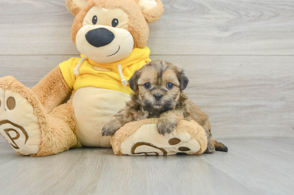 8 week old Teddy Bear Puppy For Sale - Premier Pups