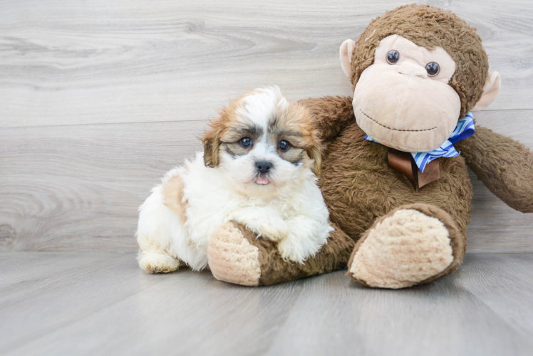 Teddy Bear Pup Being Cute