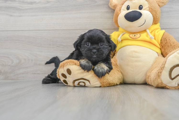 Teddy Bear Pup Being Cute