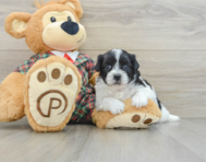 6 week old Teddy Bear Puppy For Sale - Premier Pups