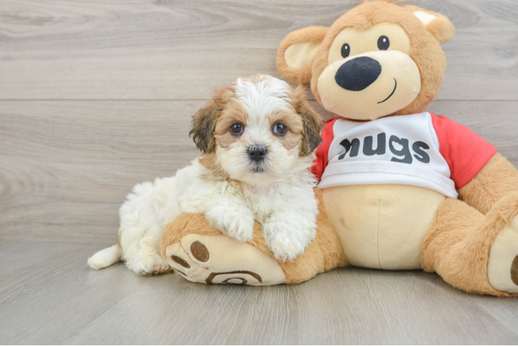 Teddy Bear Puppy for Adoption
