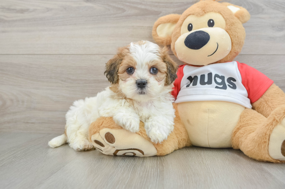 6 week old Teddy Bear Puppy For Sale - Premier Pups