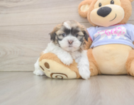 5 week old Teddy Bear Puppy For Sale - Premier Pups