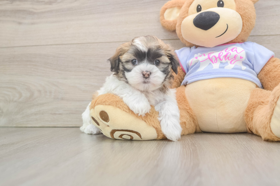 5 week old Teddy Bear Puppy For Sale - Premier Pups