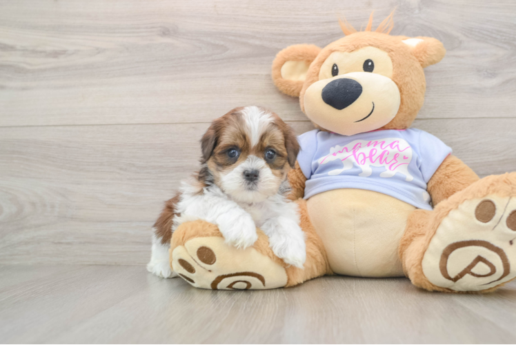 Teddy Bear Pup Being Cute